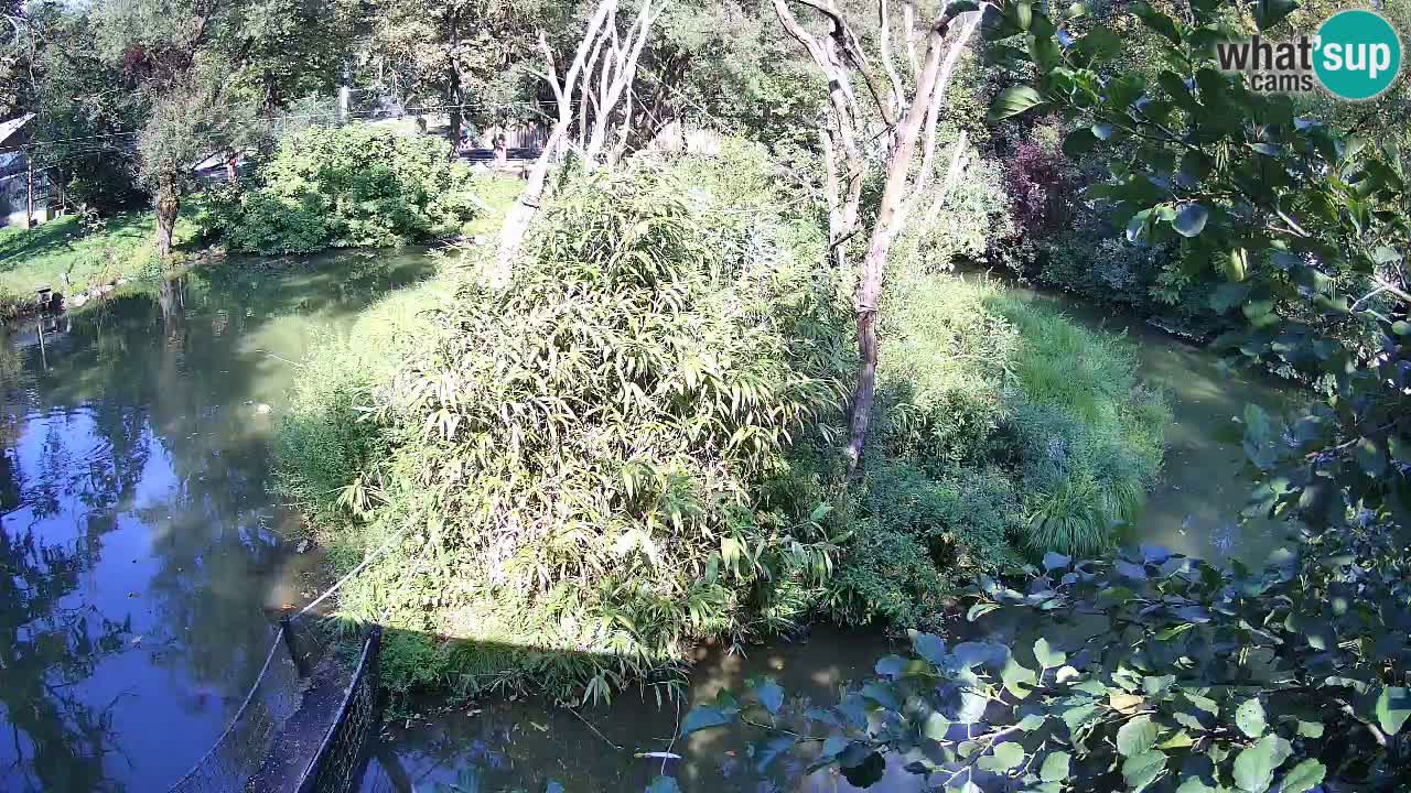 Südlicher Gelbwangen-Schopfgibbon Zoo Ljubljana webcam