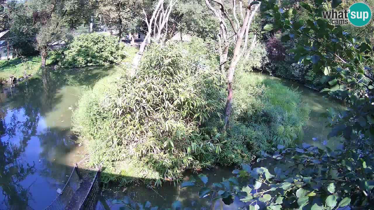 Südlicher Gelbwangen-Schopfgibbon Zoo Ljubljana webcam