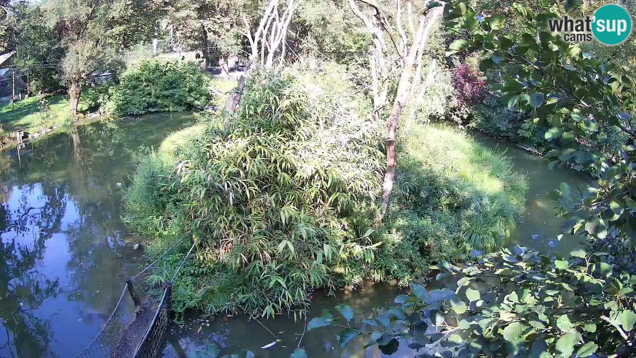 Südlicher Gelbwangen-Schopfgibbon Zoo Ljubljana webcam