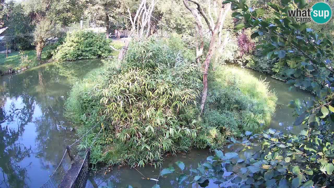 Gibbon à joues jaunes Zoo Ljubljana live cam