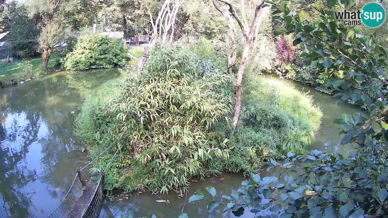 Gibbon à joues jaunes Zoo Ljubljana live cam