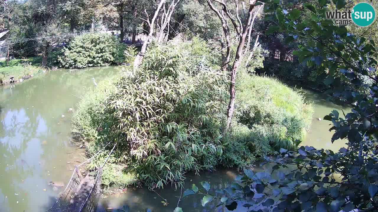 Gibón de mejillas beige Zoo Ljubljana