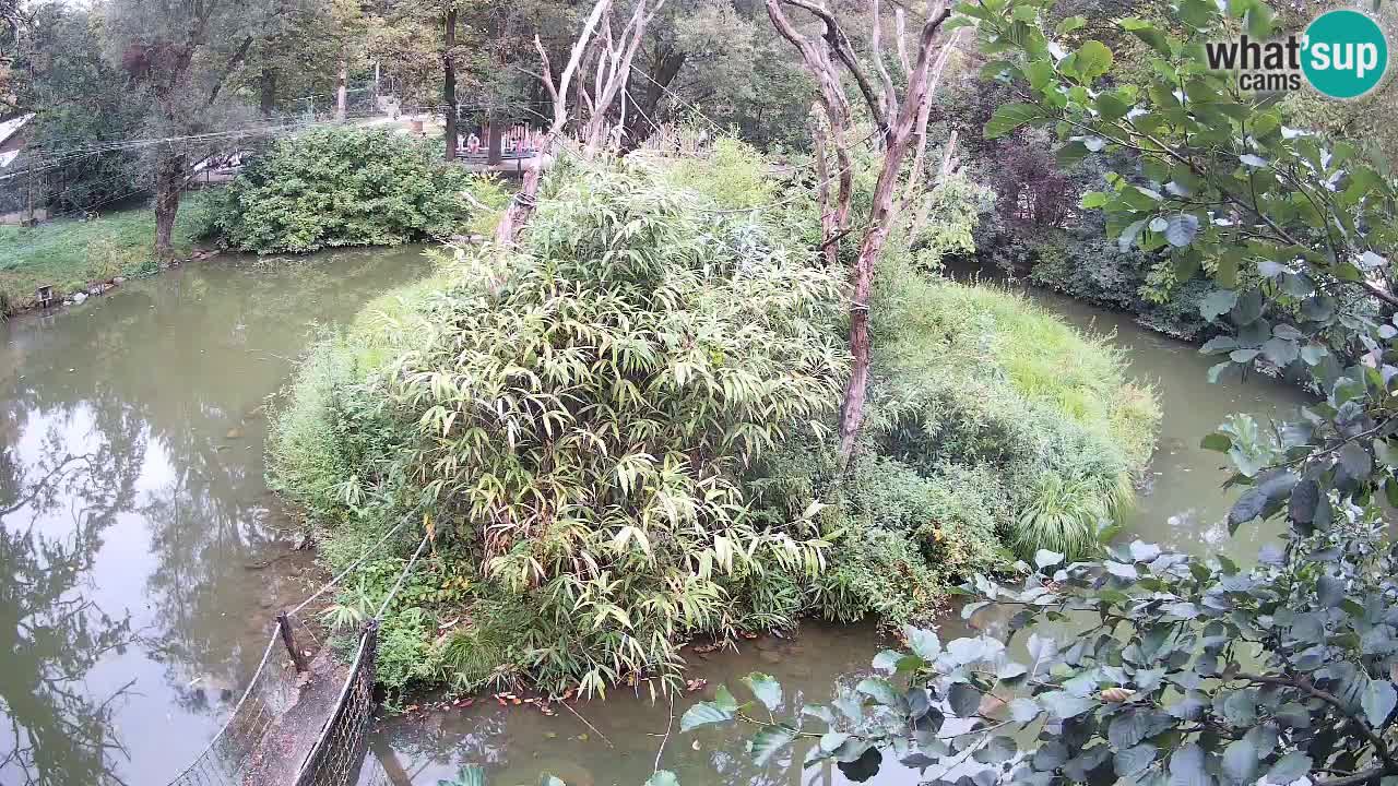 Gibbon à joues jaunes Zoo Ljubljana live cam
