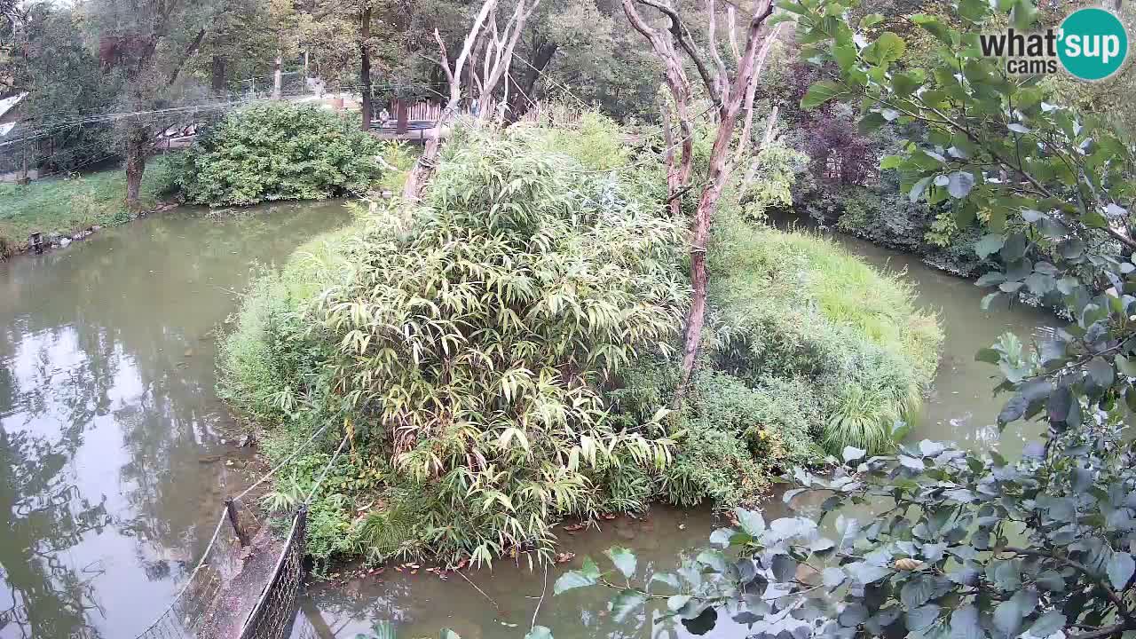 Gibbon à joues jaunes Zoo Ljubljana live cam