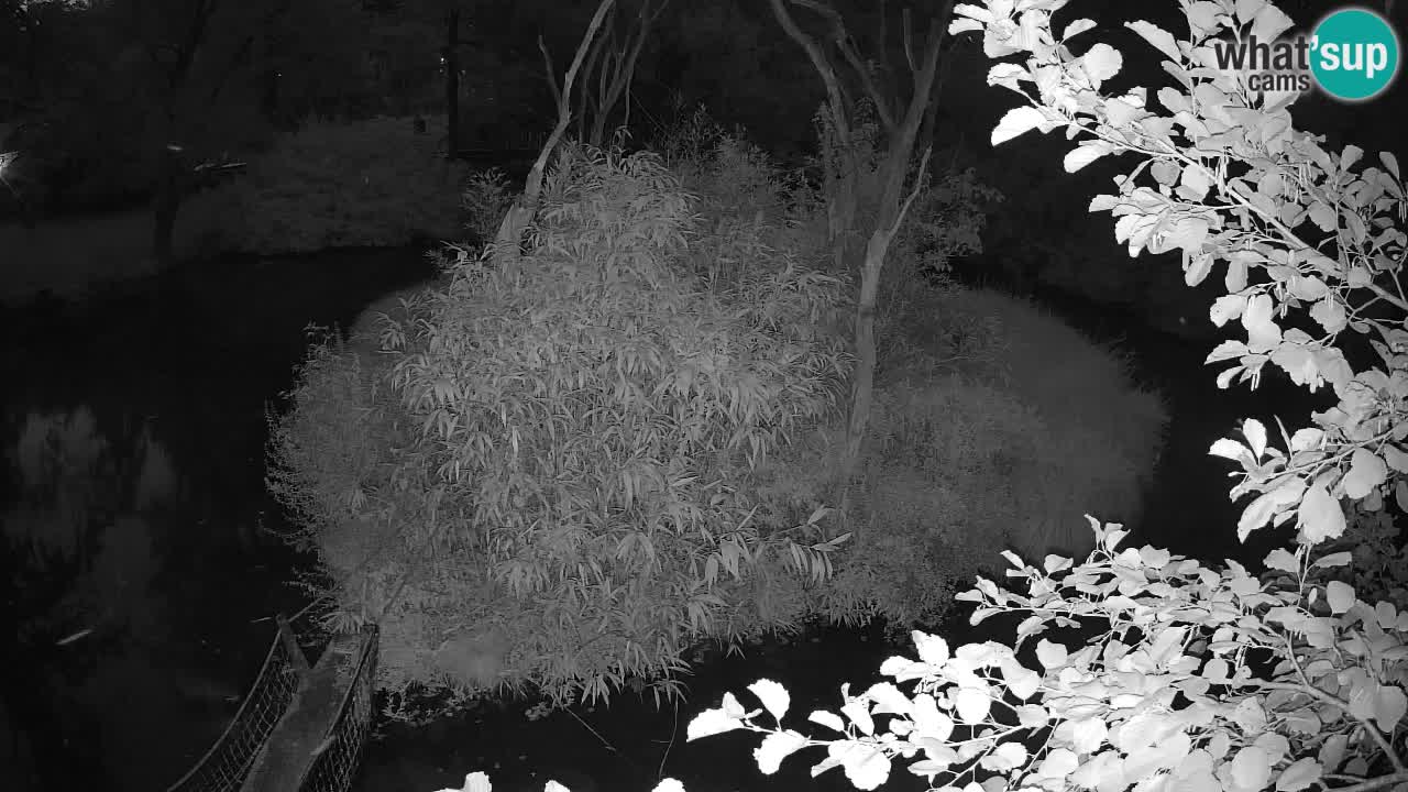 Yellow-cheeked gibbon Zoo Ljubljana livecam