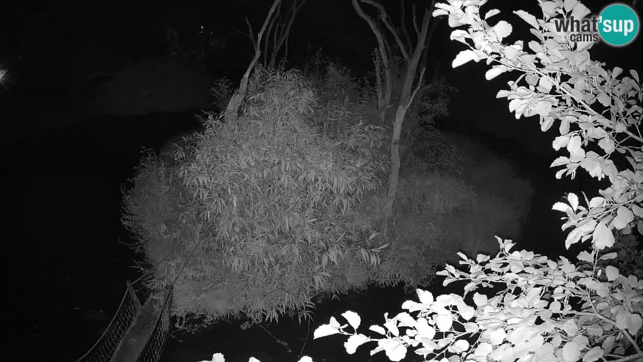 Yellow-cheeked gibbon Zoo Ljubljana livecam