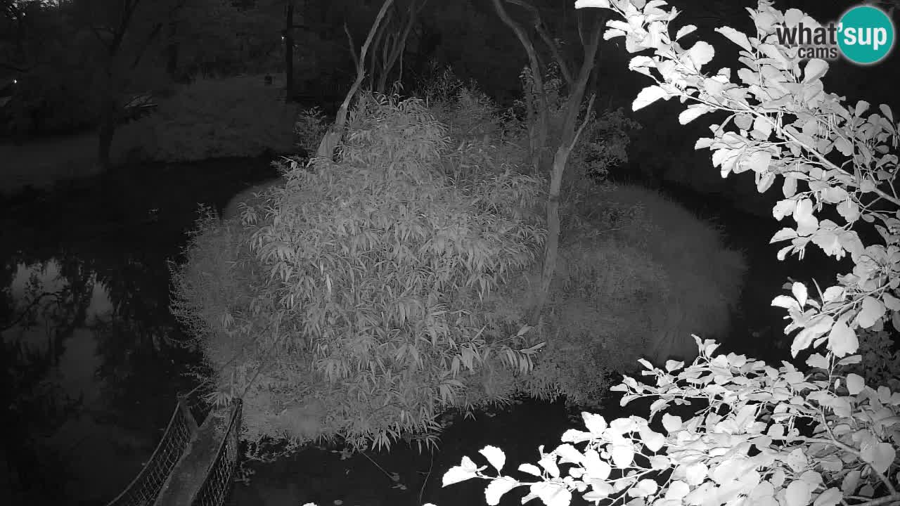 Südlicher Gelbwangen-Schopfgibbon Zoo Ljubljana webcam