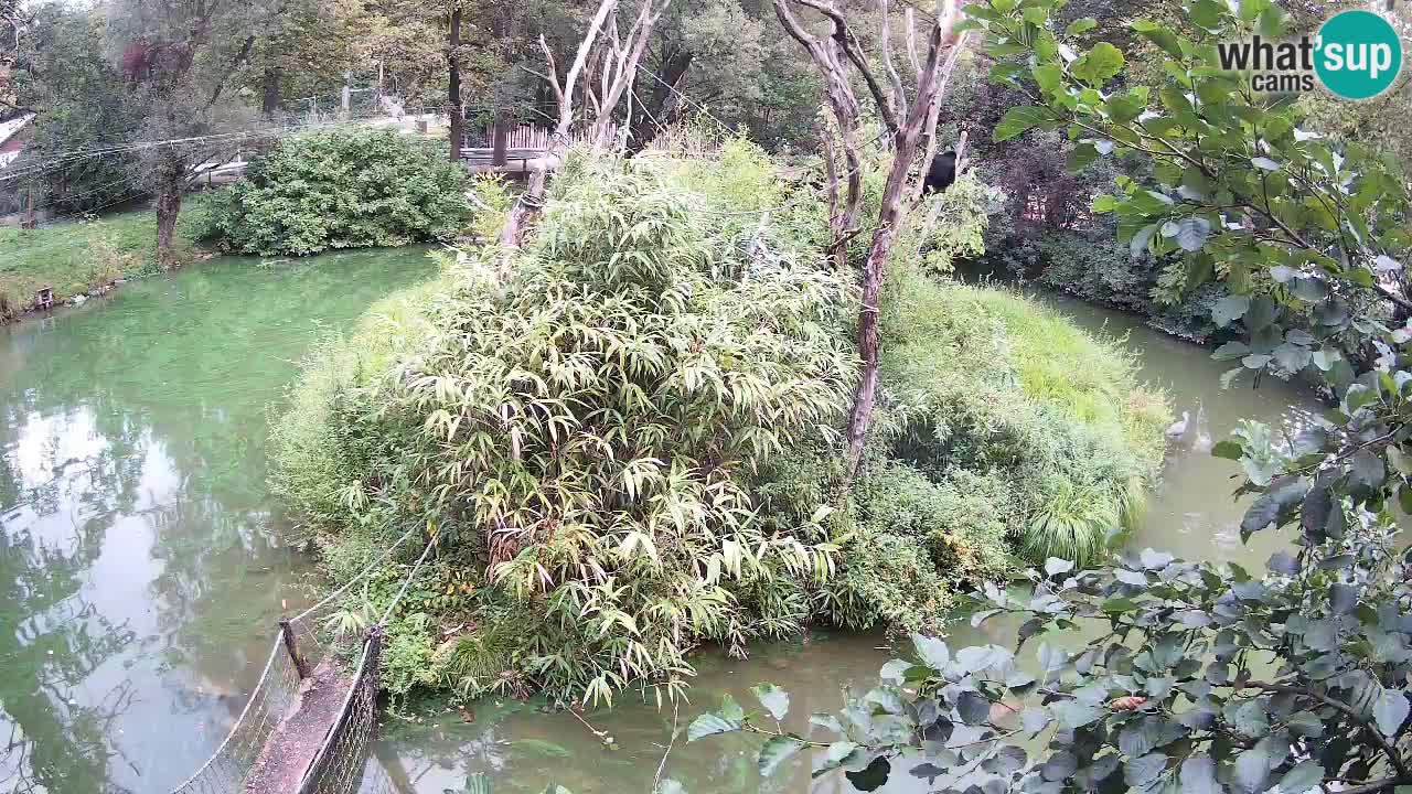 Südlicher Gelbwangen-Schopfgibbon Zoo Ljubljana webcam