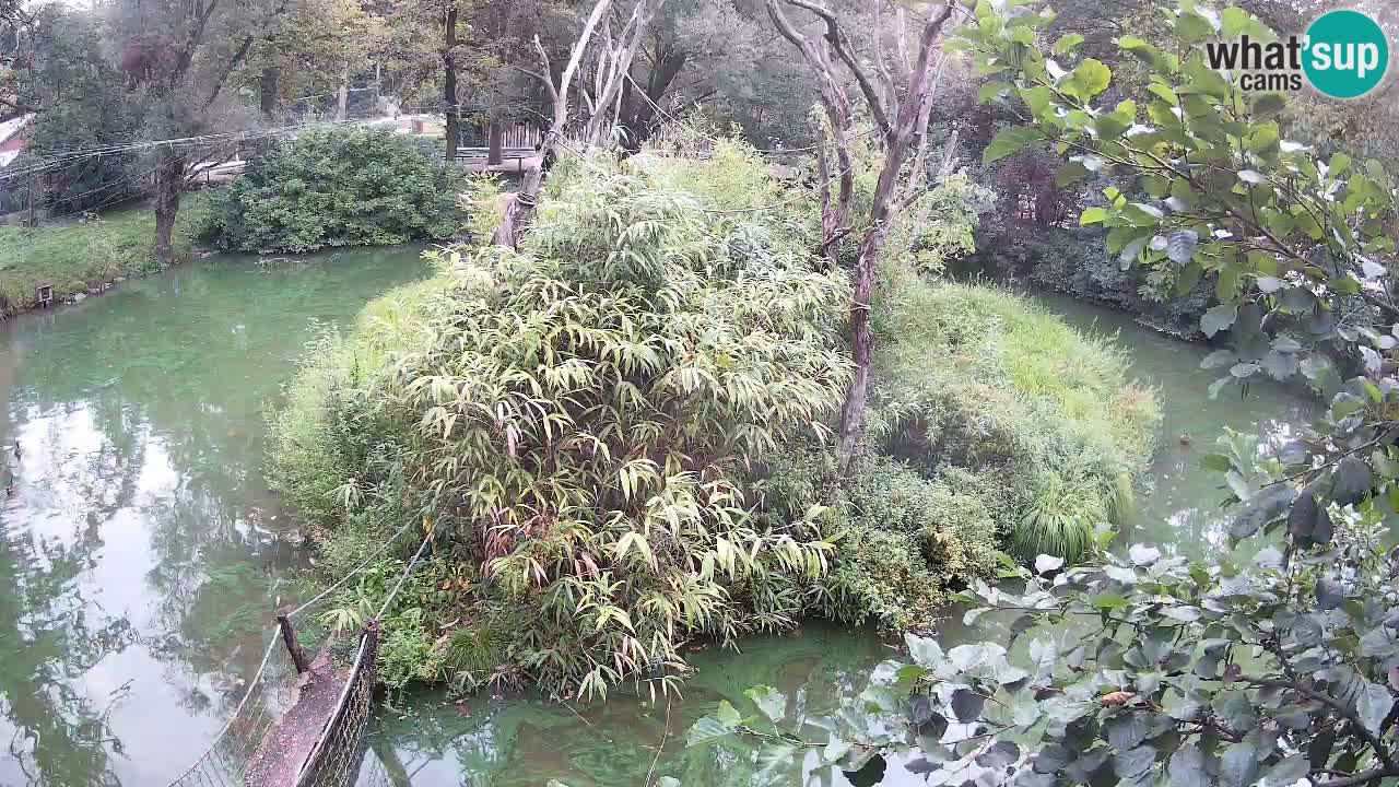 Yellow-cheeked gibbon Zoo Ljubljana livecam