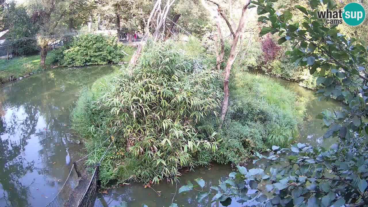 Yellow-cheeked gibbon Zoo Ljubljana livecam