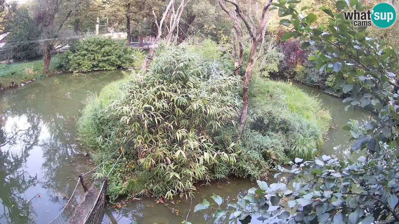Gibbon à joues jaunes Zoo Ljubljana live cam