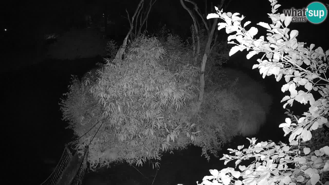 Gibon – Nomascus gabriellae – Zoo Ljubljana web kamera