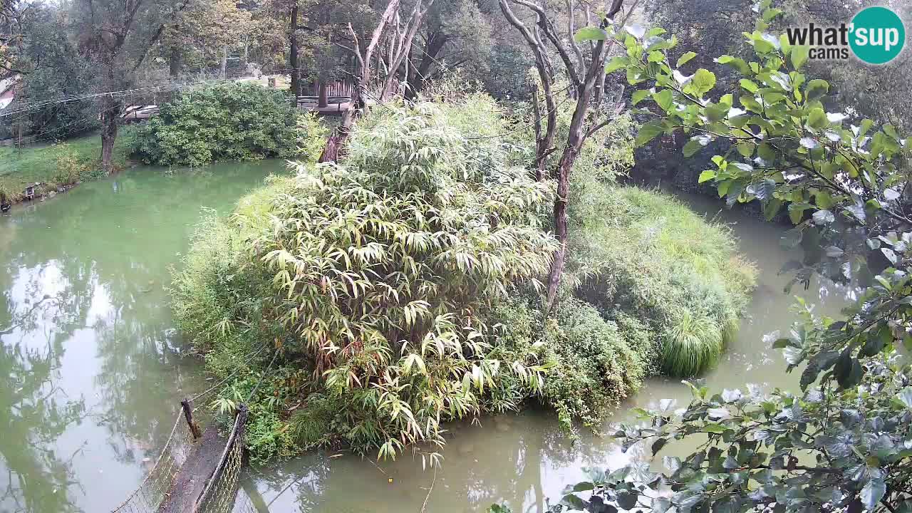 Yellow-cheeked gibbon Zoo Ljubljana livecam