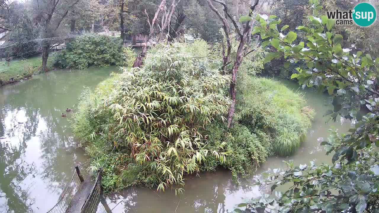 Südlicher Gelbwangen-Schopfgibbon Zoo Ljubljana webcam