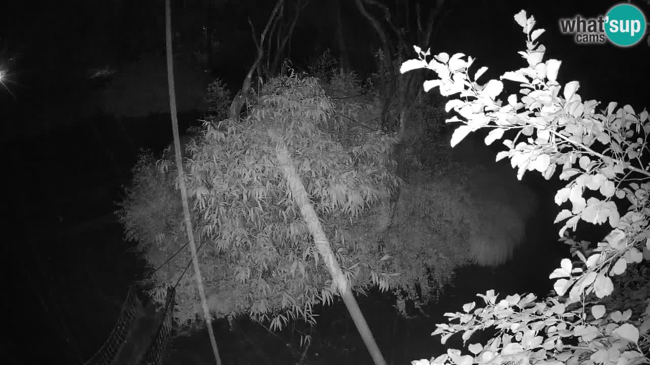 Yellow-cheeked gibbon Zoo Ljubljana livecam