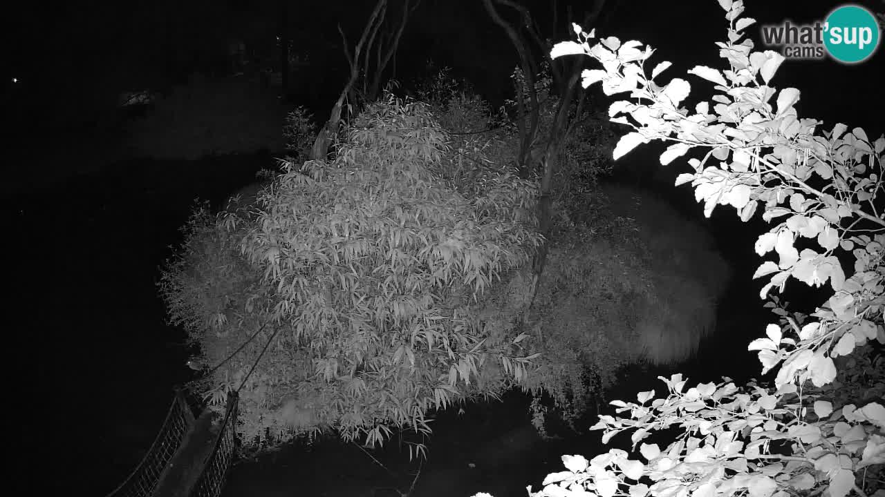 Südlicher Gelbwangen-Schopfgibbon Zoo Ljubljana webcam