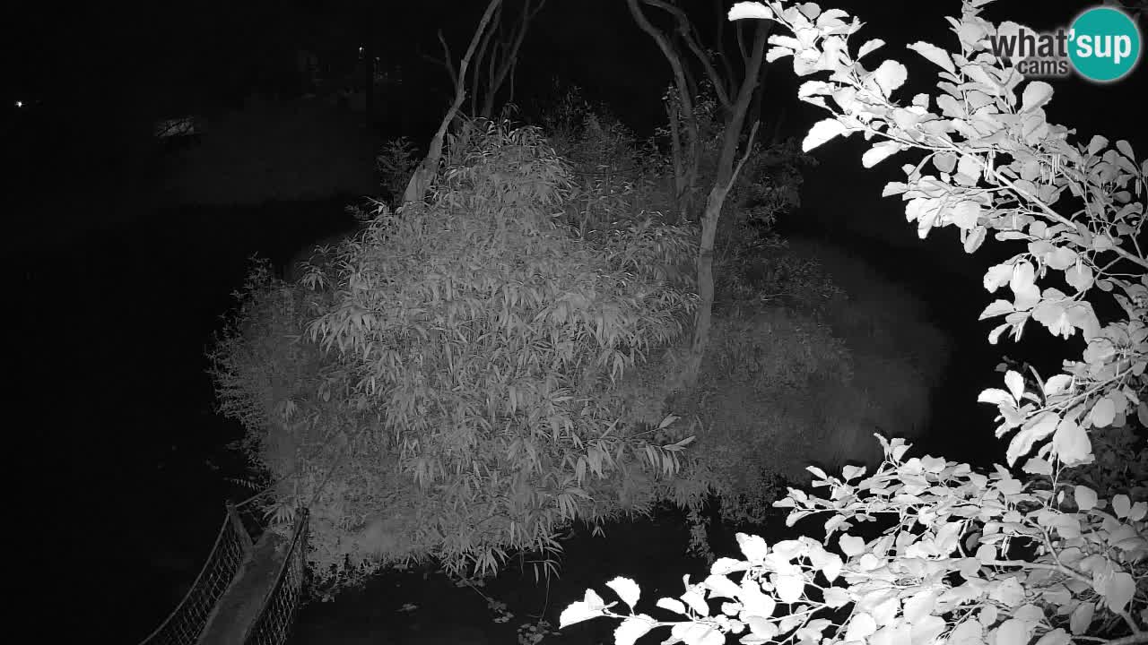 Gibbon à joues jaunes Zoo Ljubljana live cam