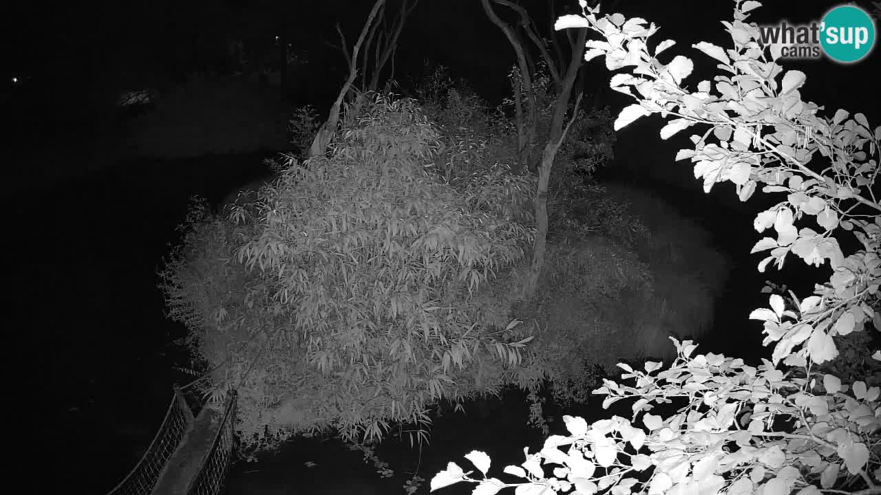 Gibbon à joues jaunes Zoo Ljubljana live cam