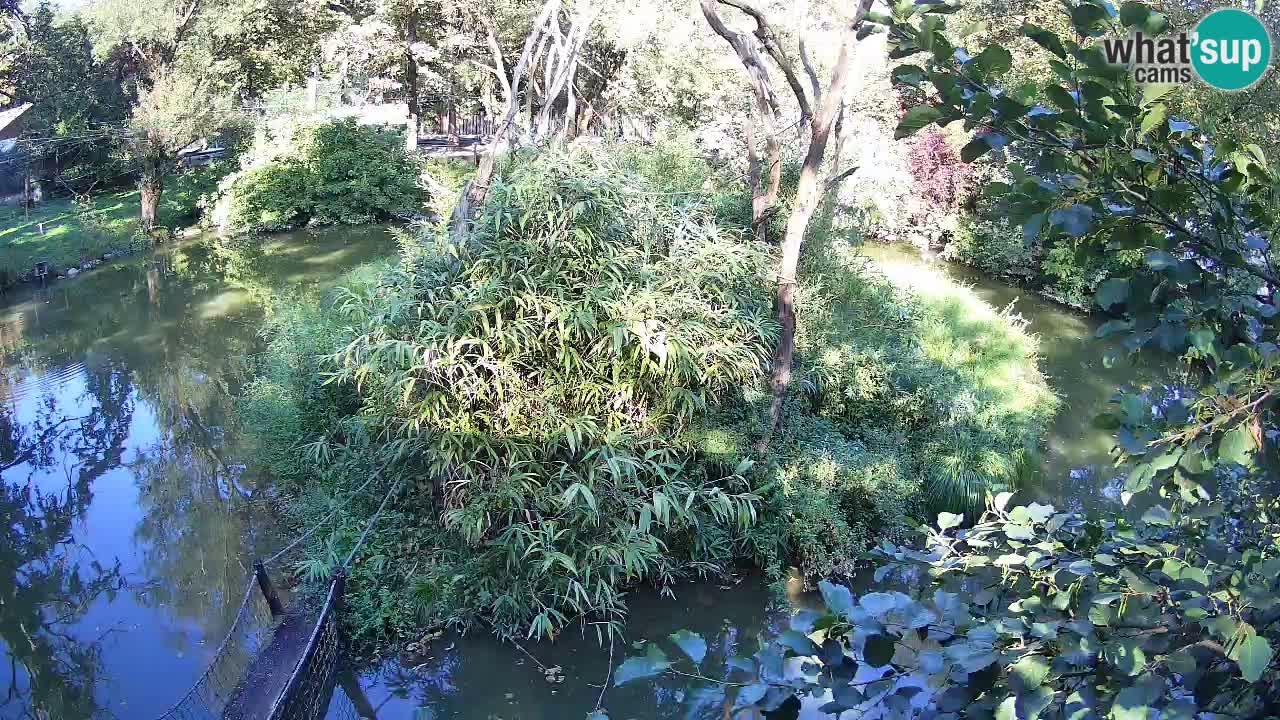 Südlicher Gelbwangen-Schopfgibbon Zoo Ljubljana webcam