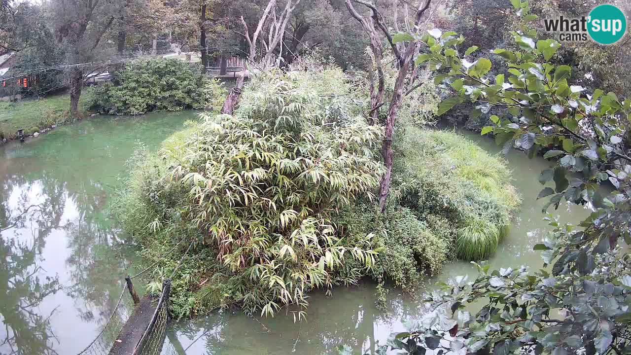 Gibbon à joues jaunes Zoo Ljubljana live cam