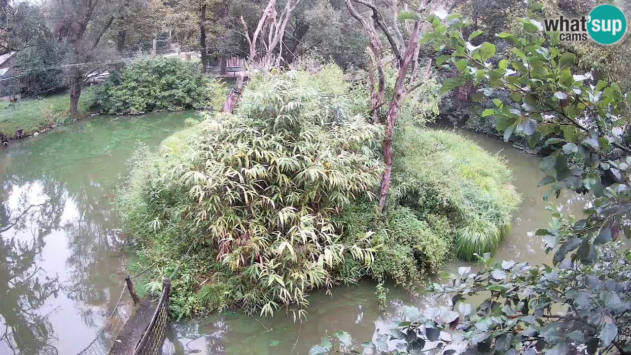 Südlicher Gelbwangen-Schopfgibbon Zoo Ljubljana webcam