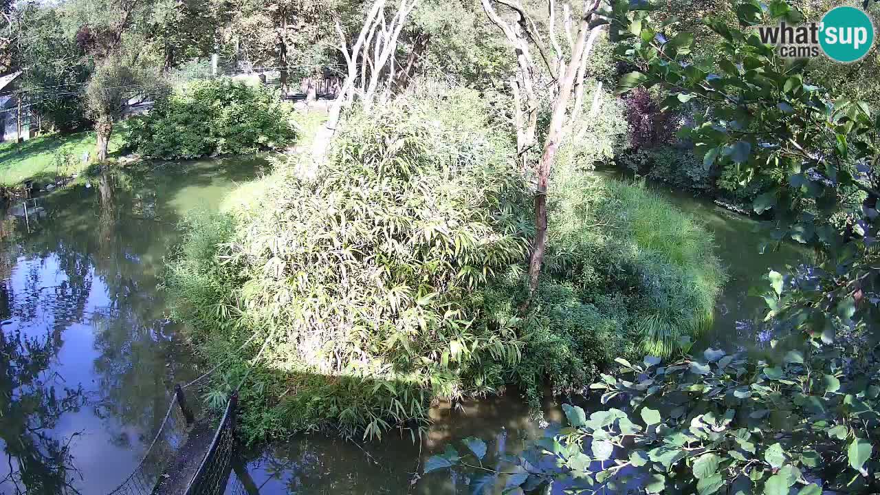Yellow-cheeked gibbon Zoo Ljubljana livecam