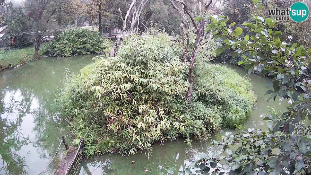 Yellow-cheeked gibbon Zoo Ljubljana livecam