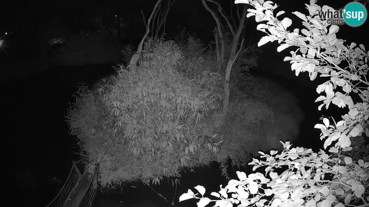 Gibbon à joues jaunes Zoo Ljubljana live cam