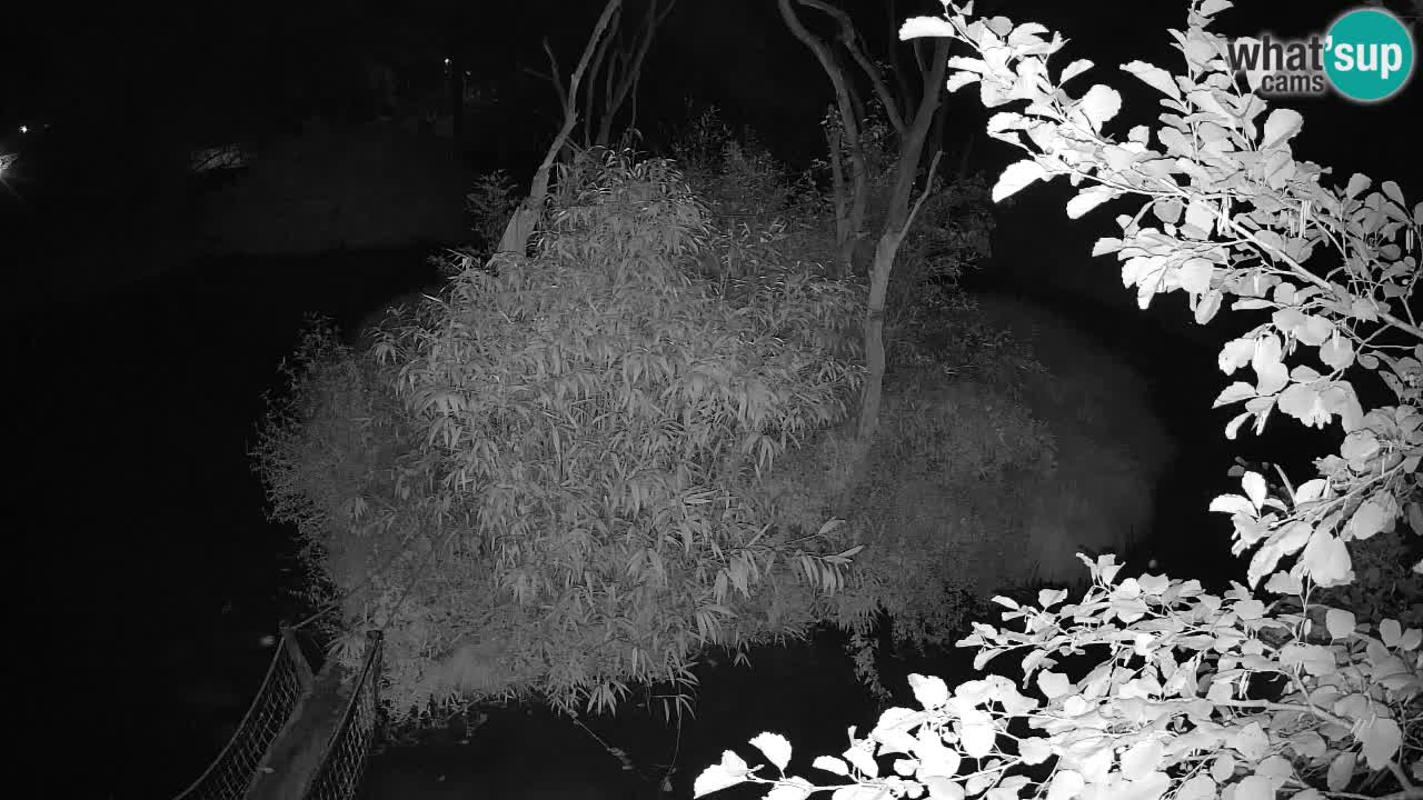 Gibbon à joues jaunes Zoo Ljubljana live cam