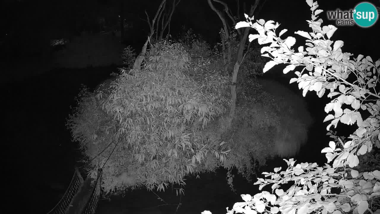 Yellow-cheeked gibbon Zoo Ljubljana livecam