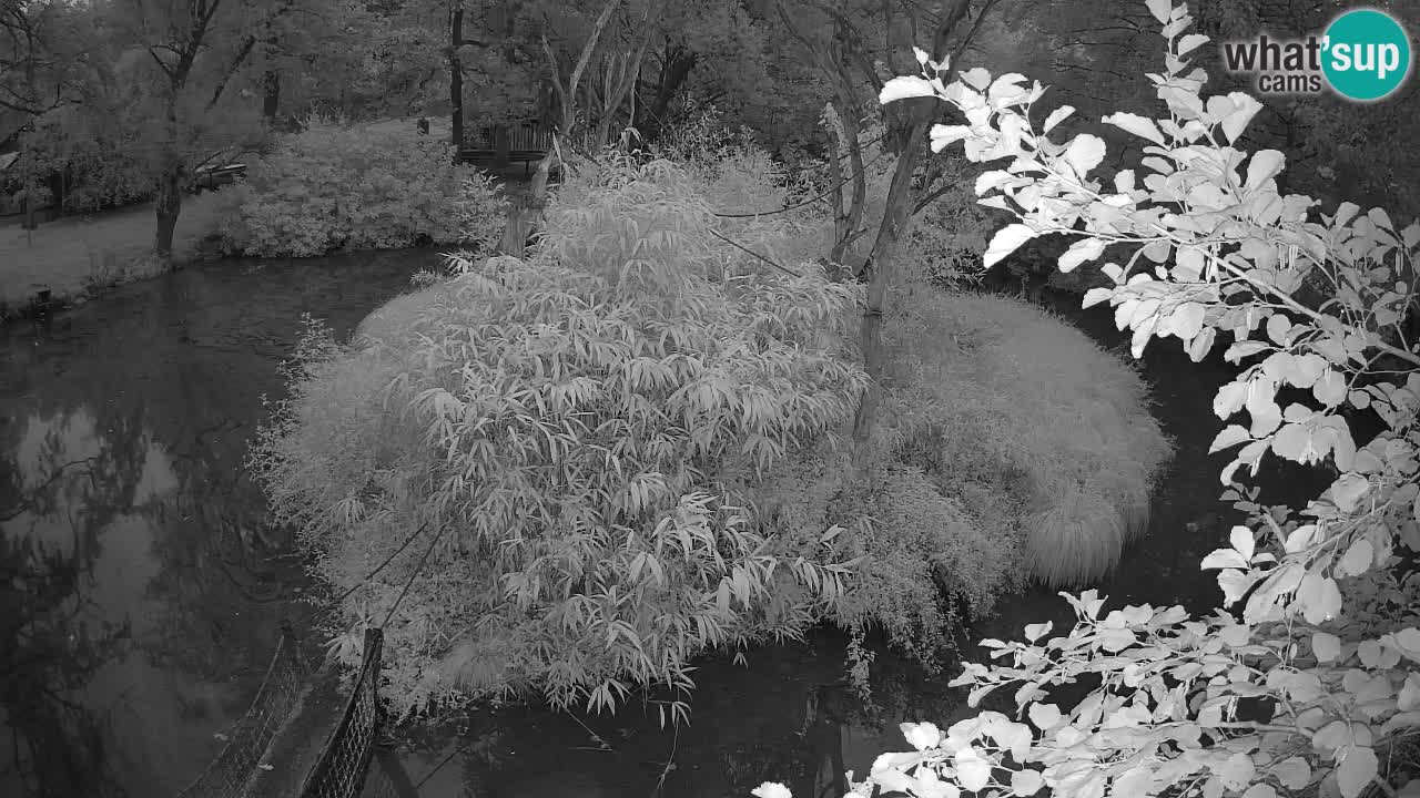 Yellow-cheeked gibbon Zoo Ljubljana livecam