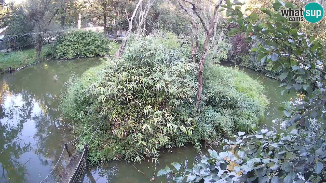 Gibon – Nomascus gabriellae – Zoo Ljubljana web kamera