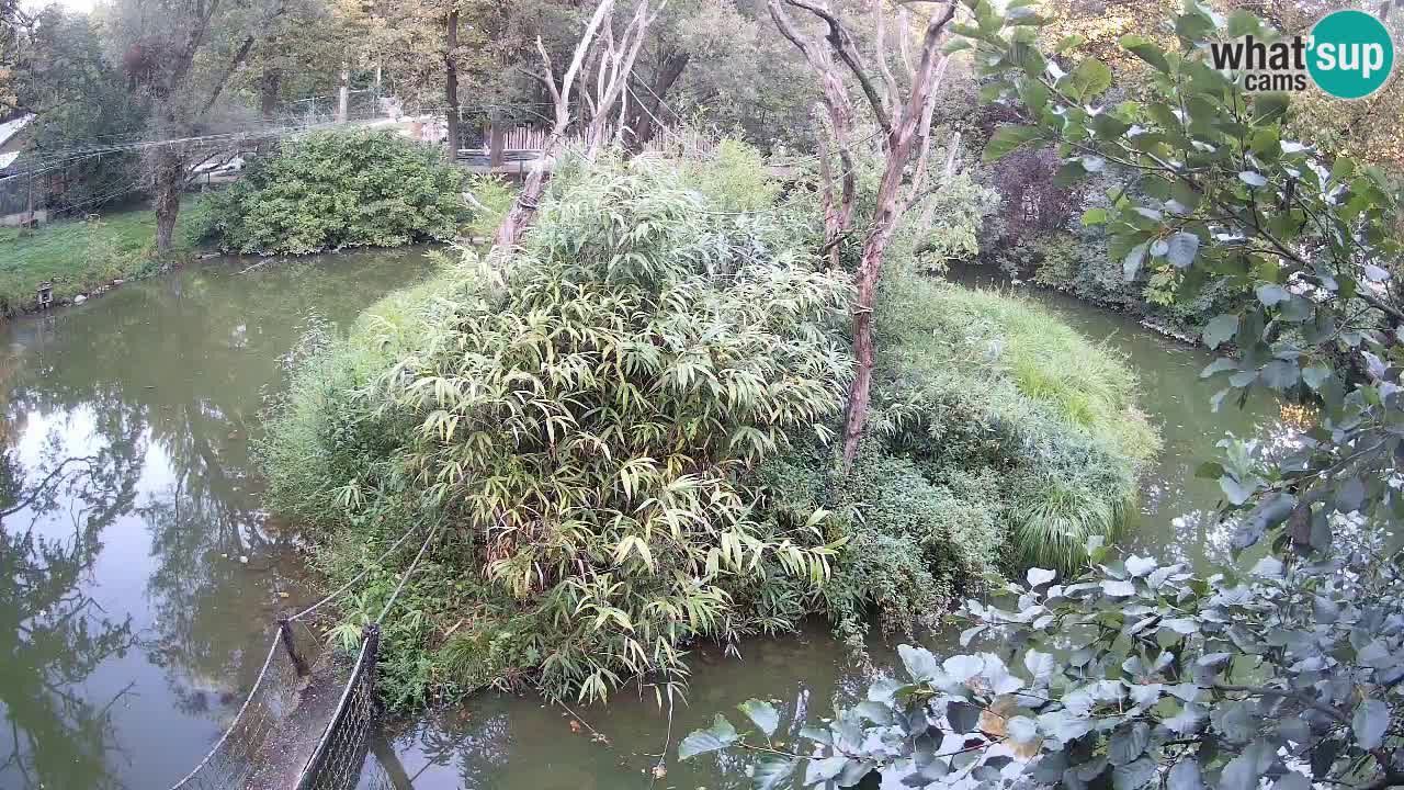Gibbon à joues jaunes Zoo Ljubljana live cam
