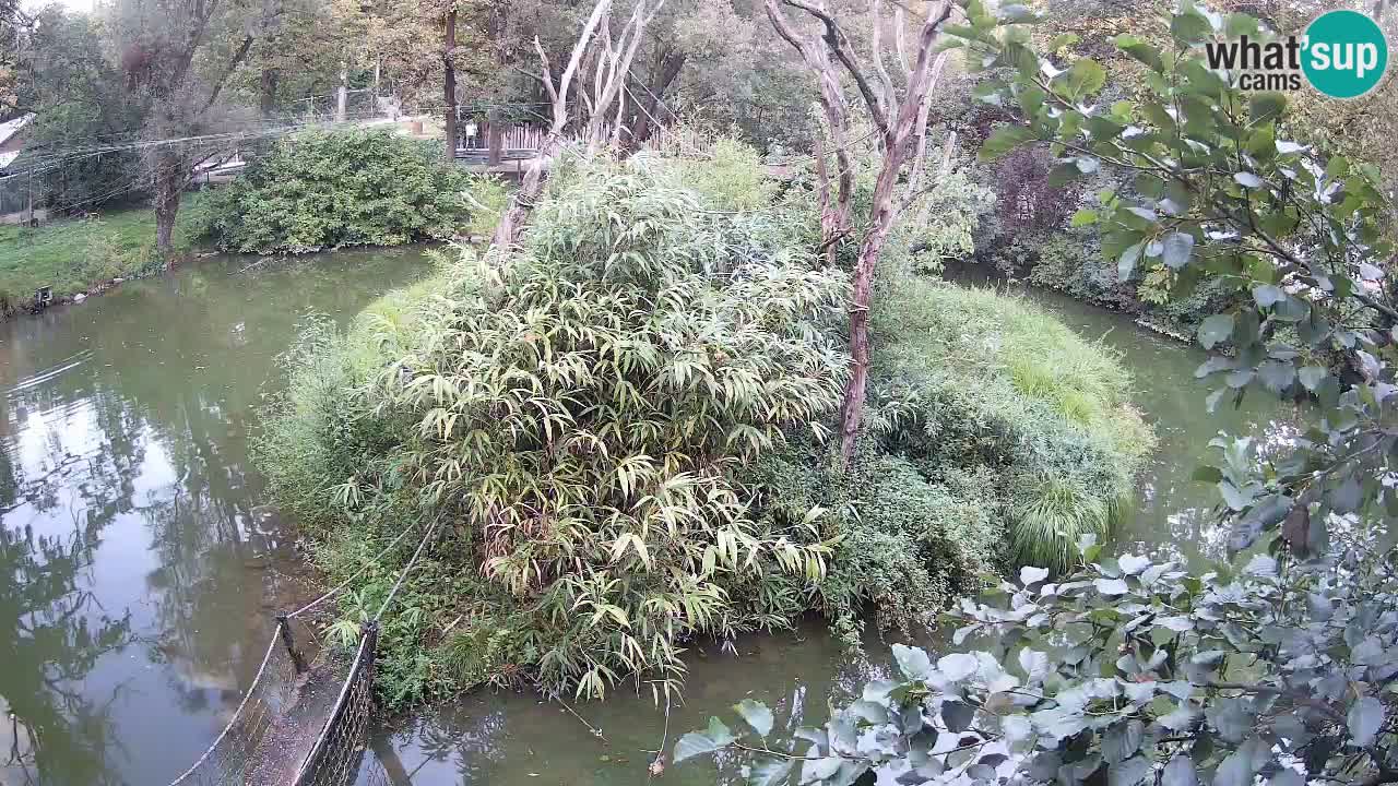 Yellow-cheeked gibbon Zoo Ljubljana livecam