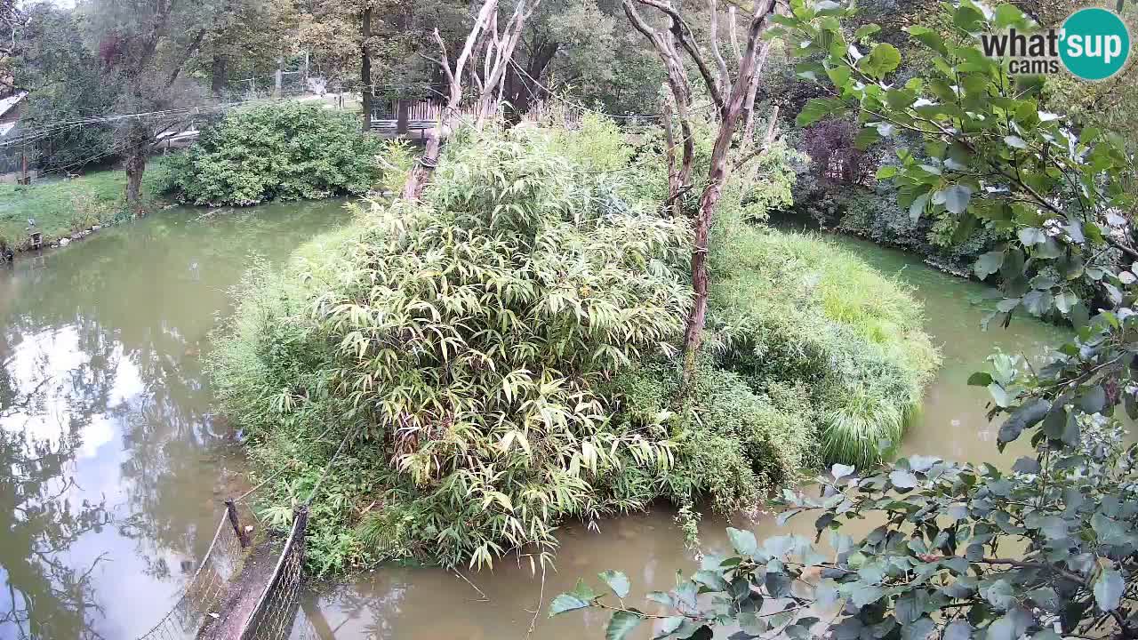 Gibbon à joues jaunes Zoo Ljubljana live cam