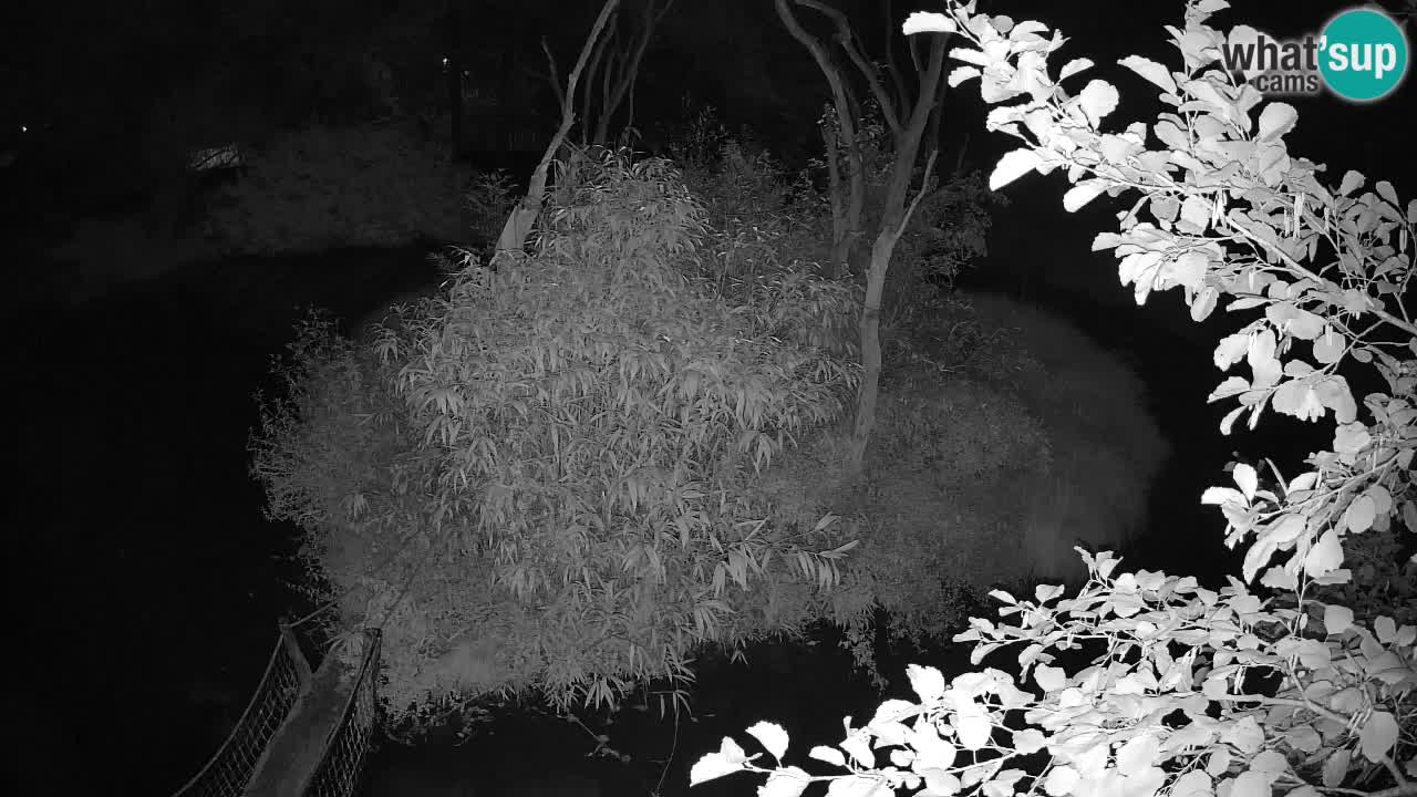 Gibbone dalle guance rosa nello ZOO di Ljubljana