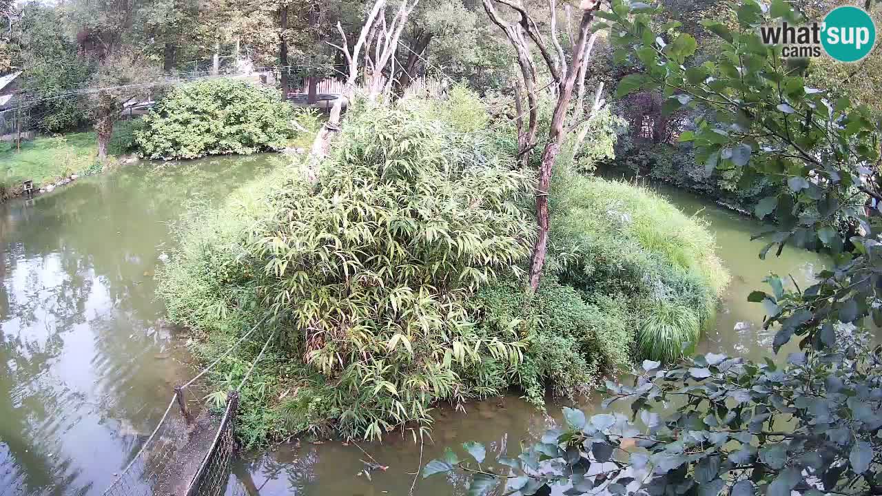 Yellow-cheeked gibbon Zoo Ljubljana livecam