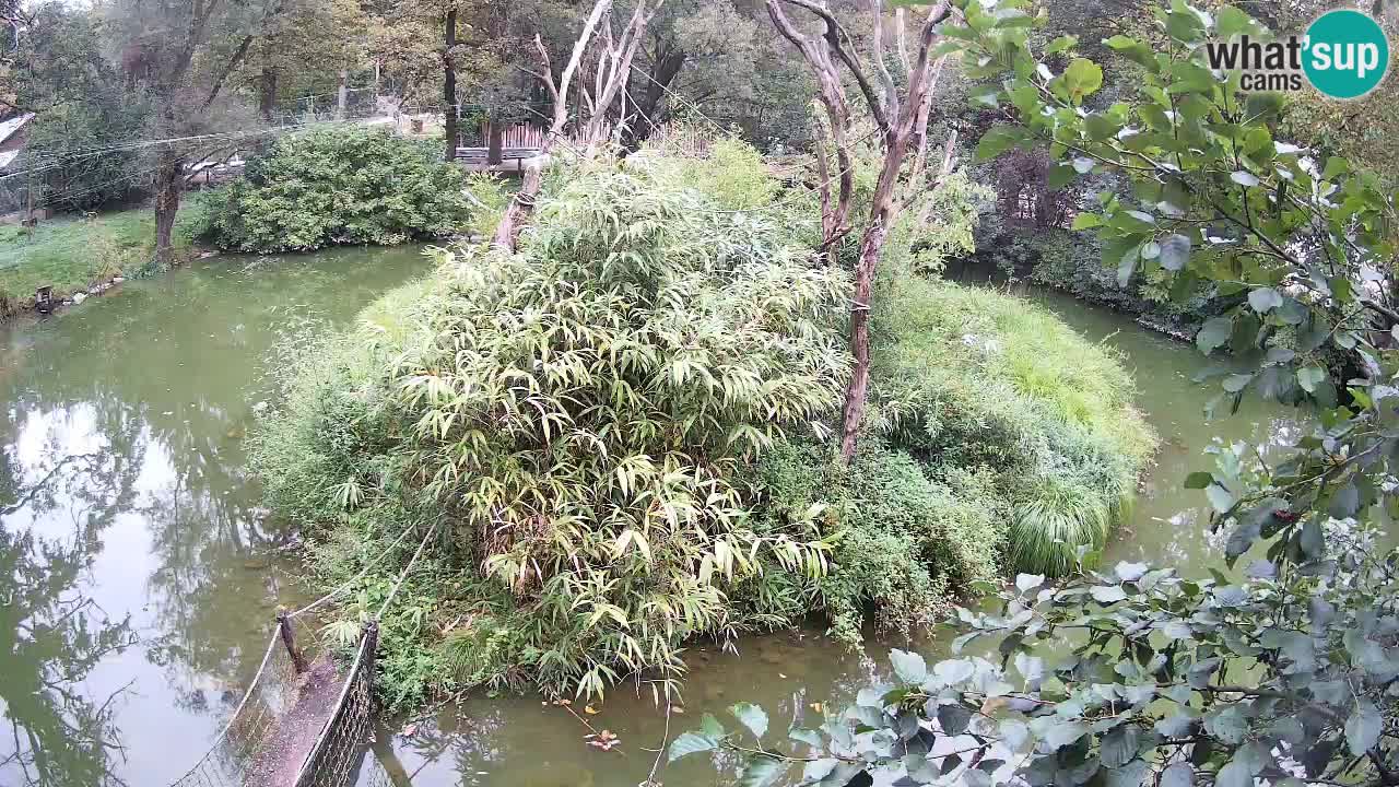 Yellow-cheeked gibbon Zoo Ljubljana livecam