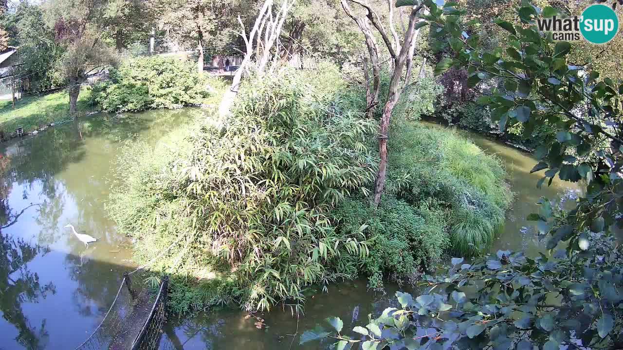 Gibón de mejillas beige Zoo Ljubljana