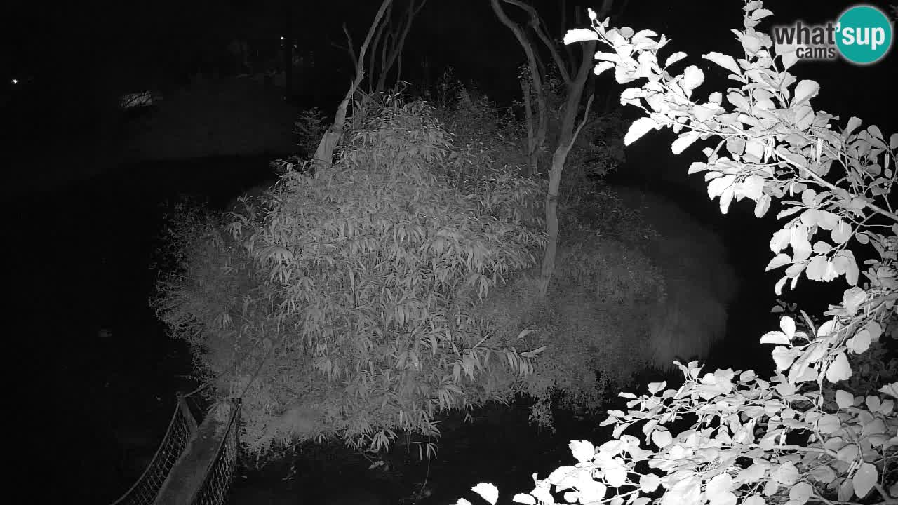 Südlicher Gelbwangen-Schopfgibbon Zoo Ljubljana webcam