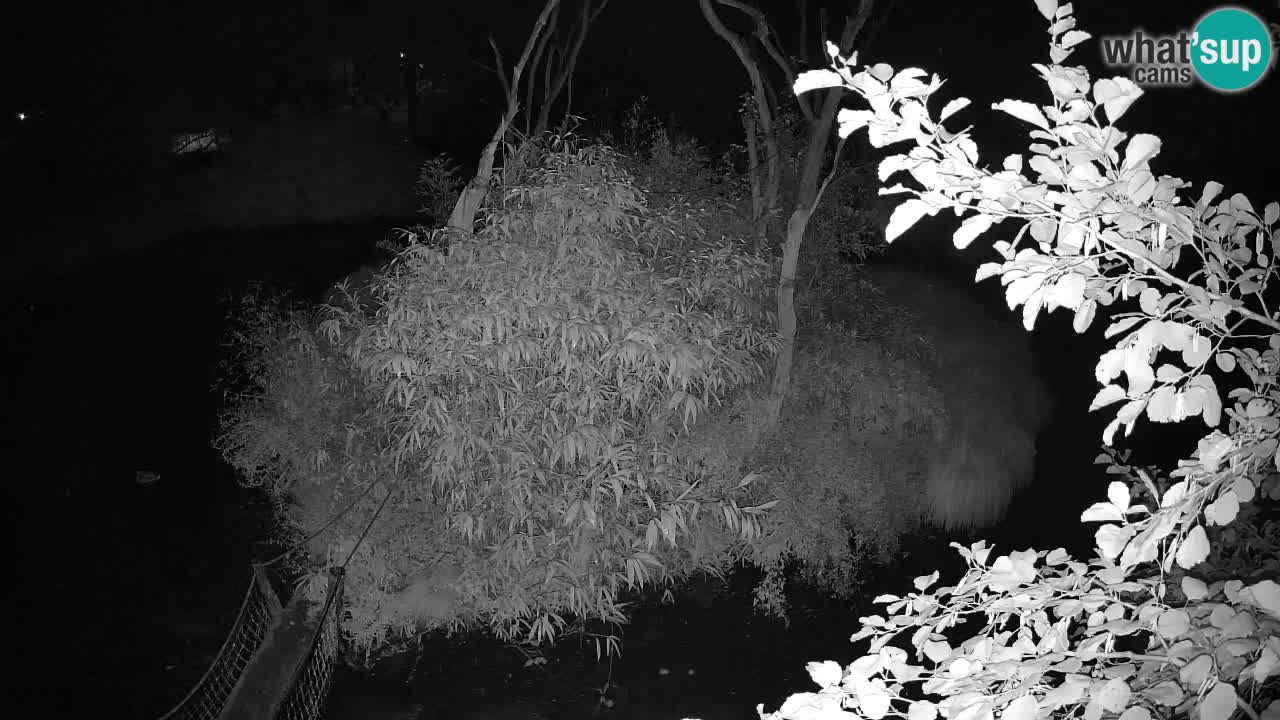 Südlicher Gelbwangen-Schopfgibbon Zoo Ljubljana webcam
