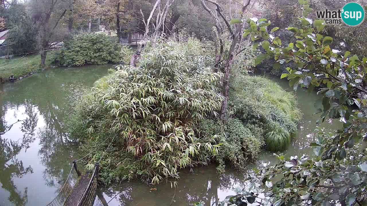 Südlicher Gelbwangen-Schopfgibbon Zoo Ljubljana webcam