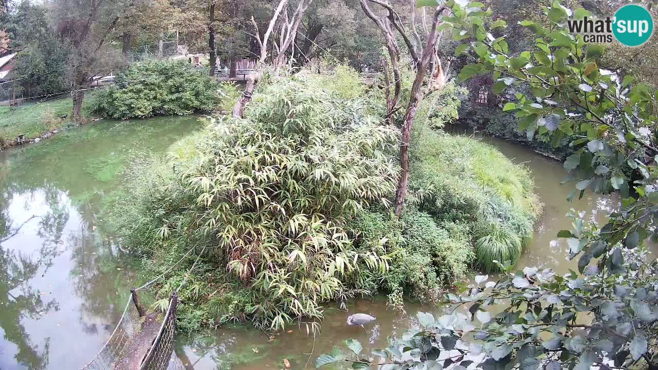 Zlatolični gibon živalski vrt Ljubljana