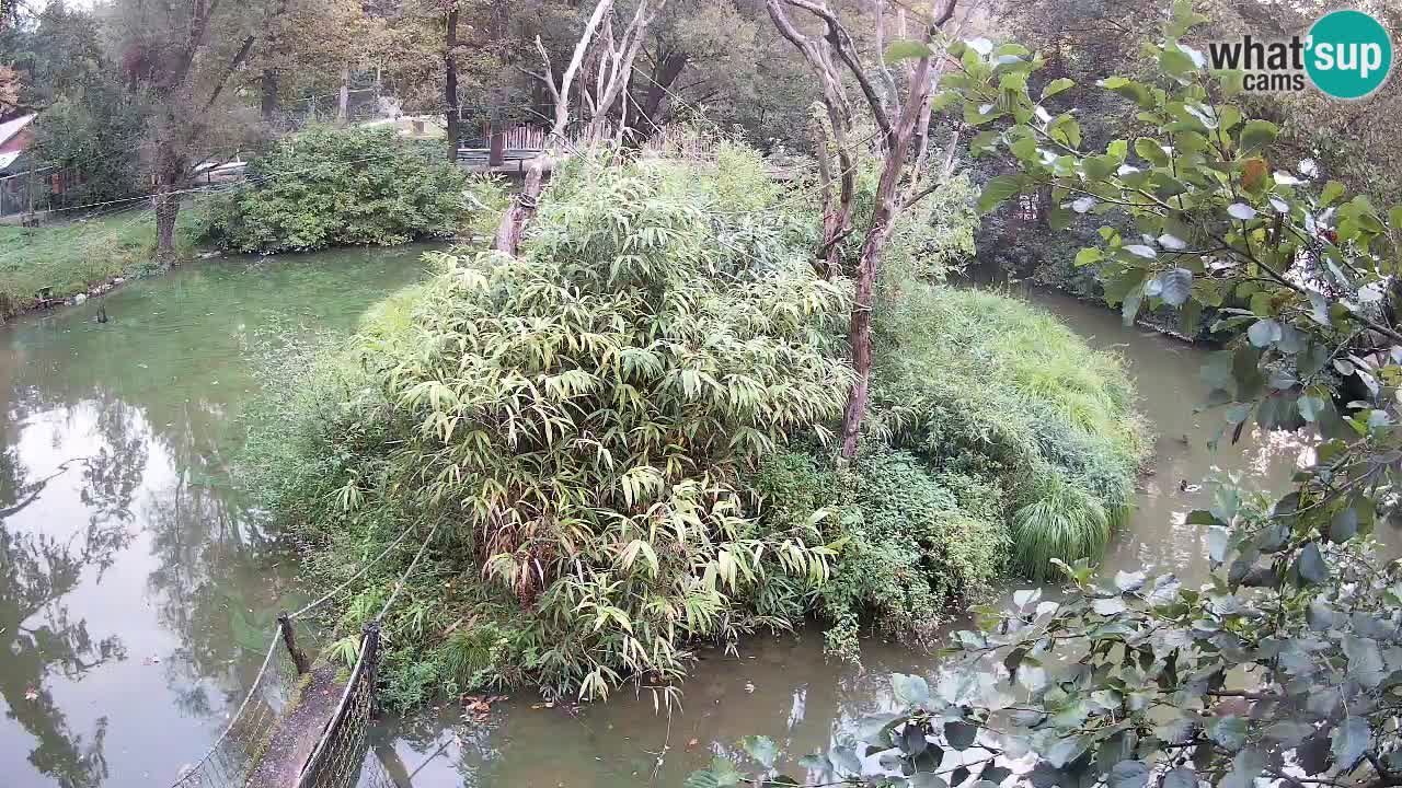 Gibon – Nomascus gabriellae – Zoo Ljubljana web kamera