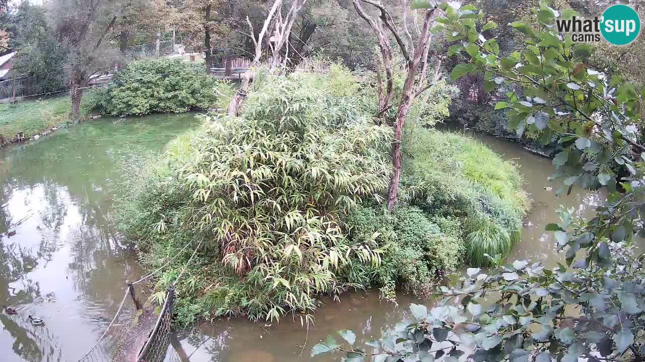 Südlicher Gelbwangen-Schopfgibbon Zoo Ljubljana webcam