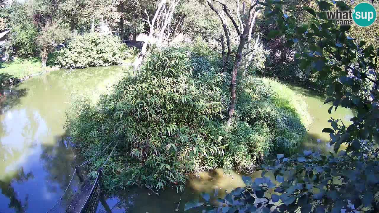Yellow-cheeked gibbon Zoo Ljubljana livecam