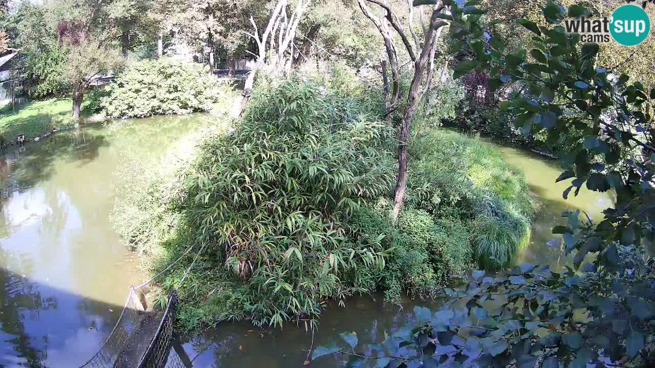 Yellow-cheeked gibbon Zoo Ljubljana livecam
