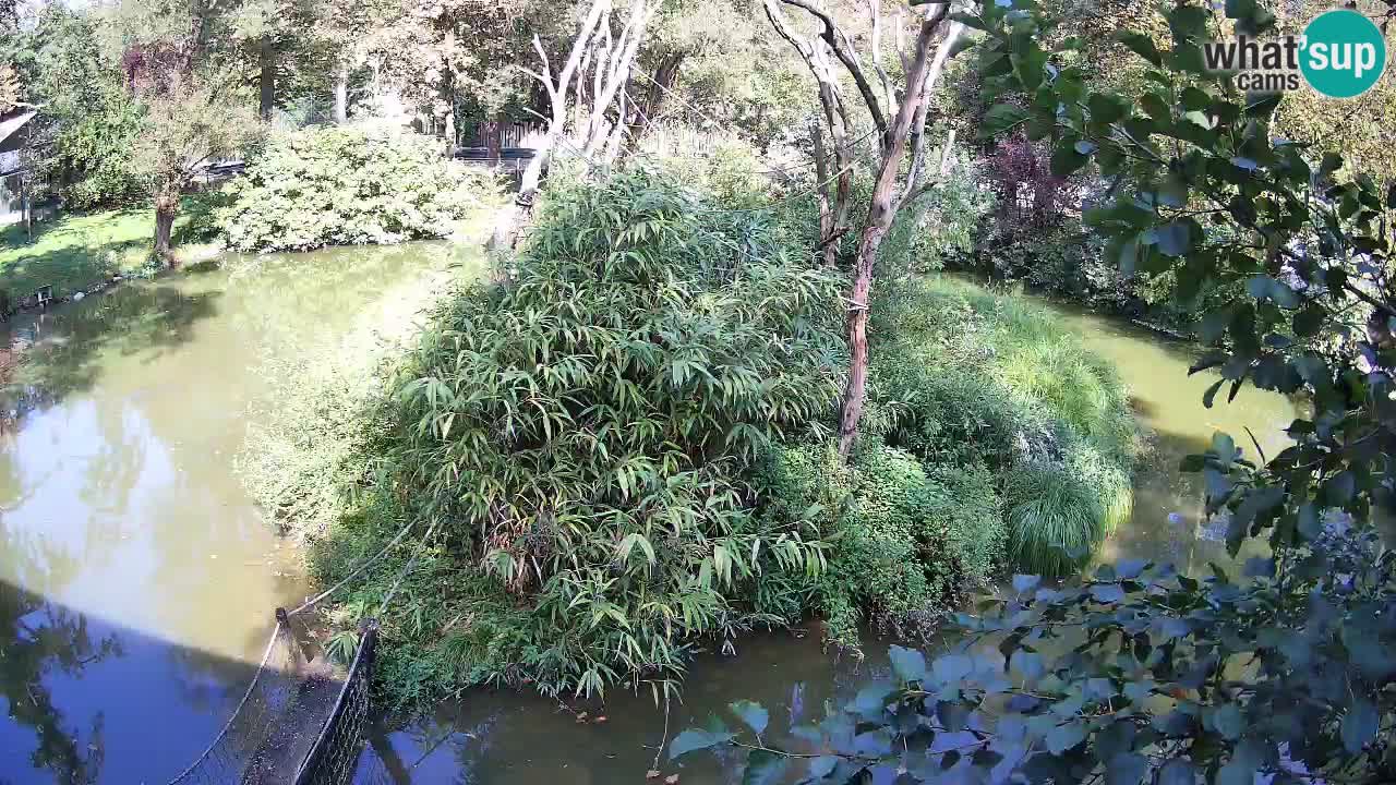 Yellow-cheeked gibbon Zoo Ljubljana livecam