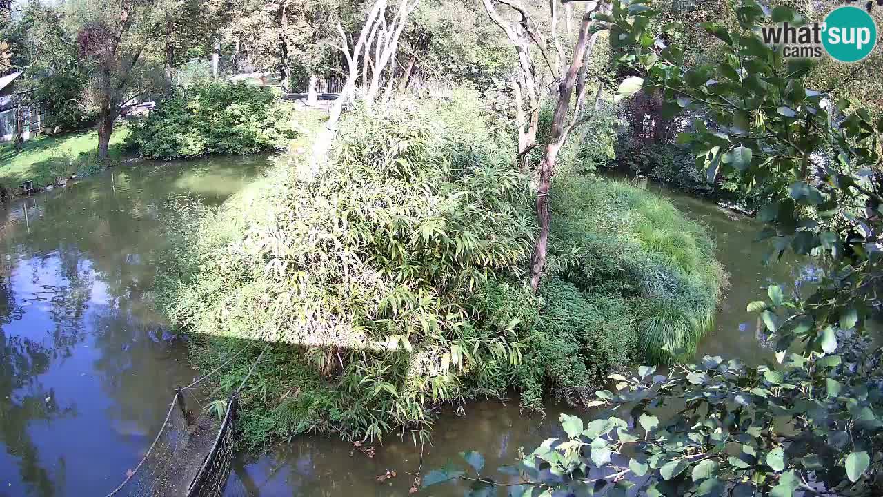 Yellow-cheeked gibbon Zoo Ljubljana livecam