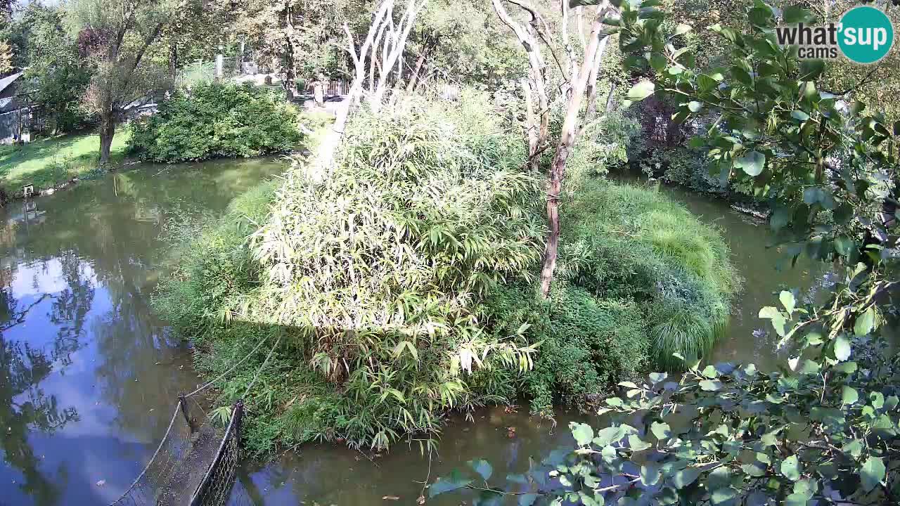 Gibbon à joues jaunes Zoo Ljubljana live cam